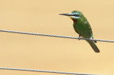Groene Bijeneter / Blue-cheeked Bee-eater