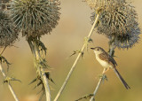 Gestreepte Prinia / Graceful Prinia