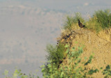 Zwarte Frankolijn / Black Francolin