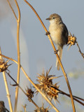 Iraakse Babbelaar / Iraq Babbler