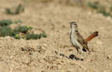 Rosse Waaierstaart / Rufous Bush Chat