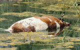Moerasschildpad