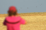 Renvogel / Cream-coloured Courser