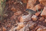 Steenheggenmus / Radde's Accentor