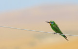 IMG_7426.jpg