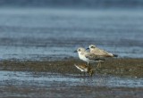 Anatolische Woestijnplevier / Anatolian Sand Plover