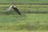 Kwak / Black-crowned Night Heron