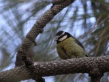 Canarische Pimpelmees / Blue Tit