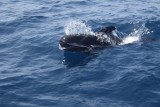 Short-finned Pilot Whale