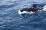 Short-finned Pilot Whale