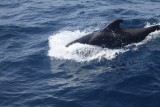 Short-finned Pilot Whale