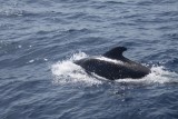Short-finned Pilot Whale