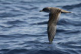Kuhls Pijlstormvogel / Cory's Shearwater