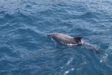 Tuimelaar / Bottlenosed Dolphin