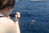 Tuimelaar / Bottlenosed Dolphin