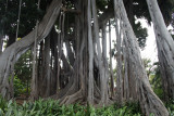 Jardin Botanico - Puerto de la Cruz