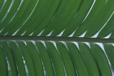 Jardin Botanico - Puerto de la Cruz
