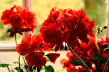 Simply Red