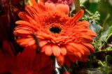 Flowers and Friends