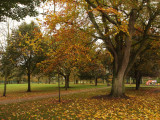 In the Park