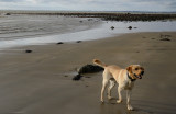 At the Beach