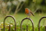 Robin to the Rescue.