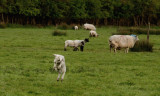 Spring Lamb
