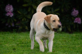 Playing Fetch