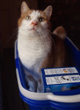 The Cat in the Basket