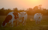 Talking Until The Cows Come Home