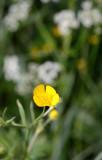 Buttercup