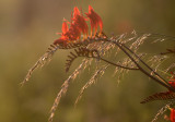 Lit by the Evening Sun