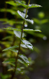 Fresh Mint