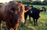 The Brown Bull of Cooley