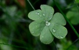 Learning to Love the Rain