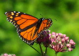 Male Monarch nectaring on swamp milkweed (Asclepias incarnata)