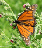 Monarch nectaring on hound's-tongue (Cynoglossum officnale)