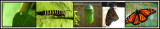 Monarch Butterfly lifecycle