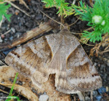 Clover Looper (Caenurgina crassiuscula), #8738