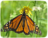 Monarch nectaring on goat's-beard