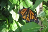 Newly emerged monarch