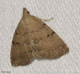 Complex Zanclognatha (Zanclognatha protumnusalis), #8349