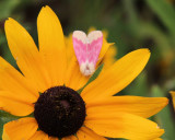 Primrose Moth (Schinia florida ), #11164