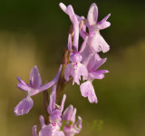 Kleine mannetjes orchis, Orchis mascula ssp. olbiensis