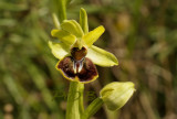 Ophrys araneola, Meuse Frankrijk