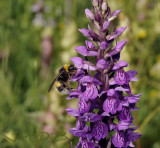 Bestuiver (weidehommel) D.p. junialis-pollinator junialis