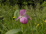 Cypripedium macranthos, Oost Europa
