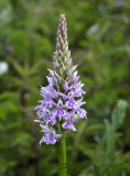 D. fuchsii ssp. fuchsii