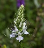 Dactylorhiza okellyi