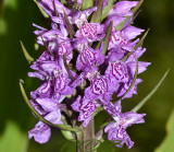 Dactylorhiza praetermissa ssp. junialis